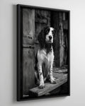 Spaniel dog in the old village - Framed Canvas 36" x 24" B0805H - US