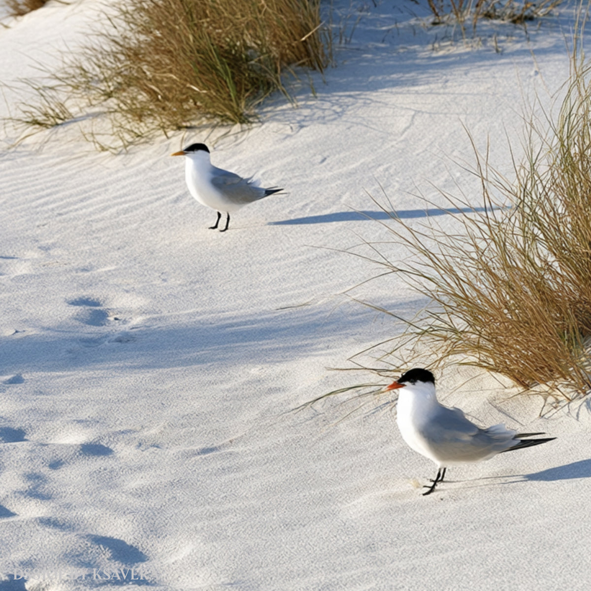 Seagulls Flying - Snowy Dunes Beach - Acrylic glass Print 12"x16" and 40"x30" - DS0810F - US