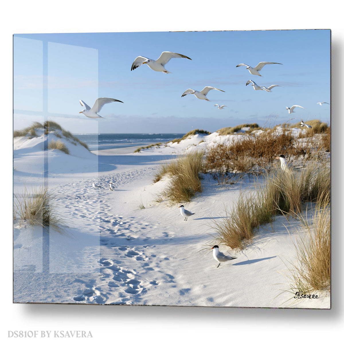 Seagulls Flying - Snowy Dunes Beach - Acrylic glass Print 12"x16" and 40"x30" - DS0810F - US