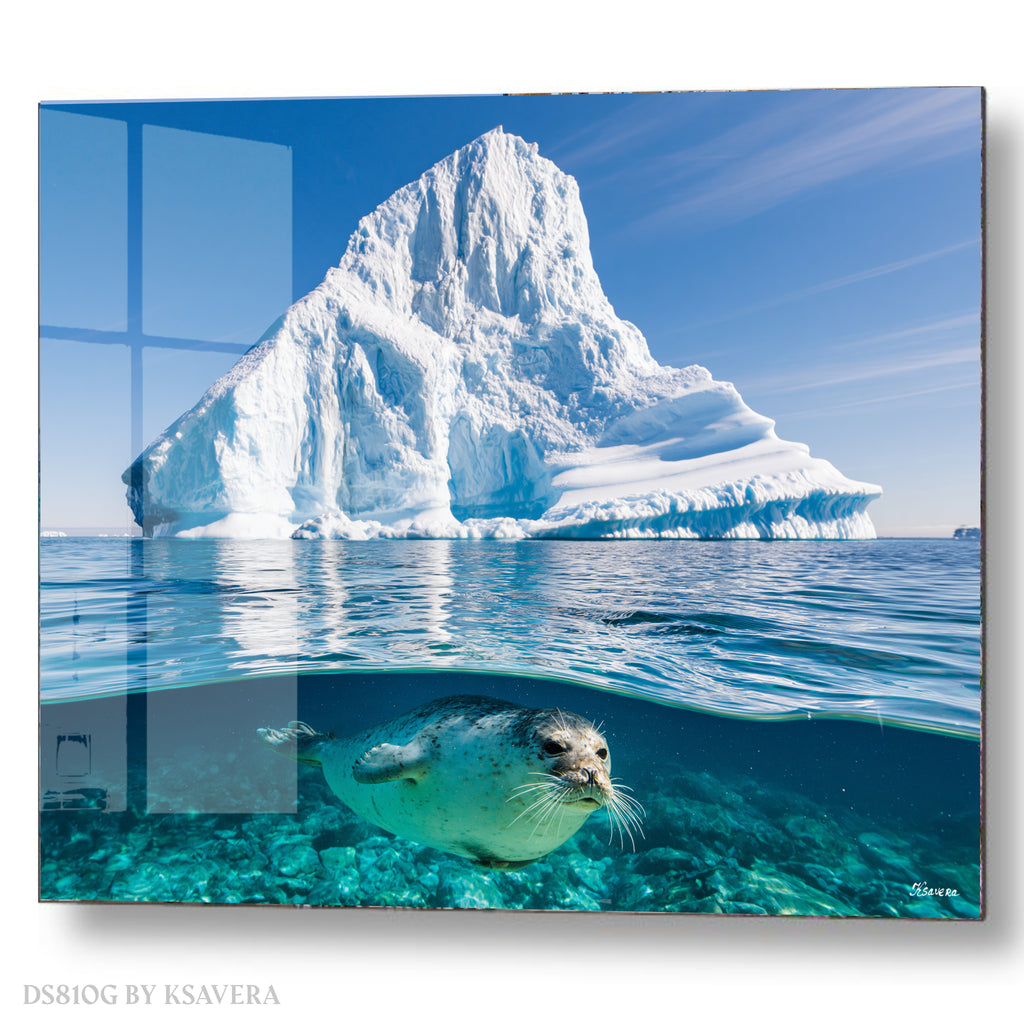 Harbor Seal Swimming - Iceberg Mountain - Acrylic glass Print 12"x16" and 40"x30" - DS0810G - US