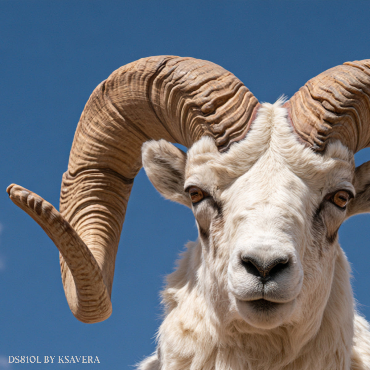 White Bighorn Ram - Acrylic glass Print 12"x16" and 40"x30" - DS0810L - US