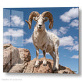 White Bighorn Ram - Acrylic glass Print 12"x16" and 40"x30" - DS0810L - US