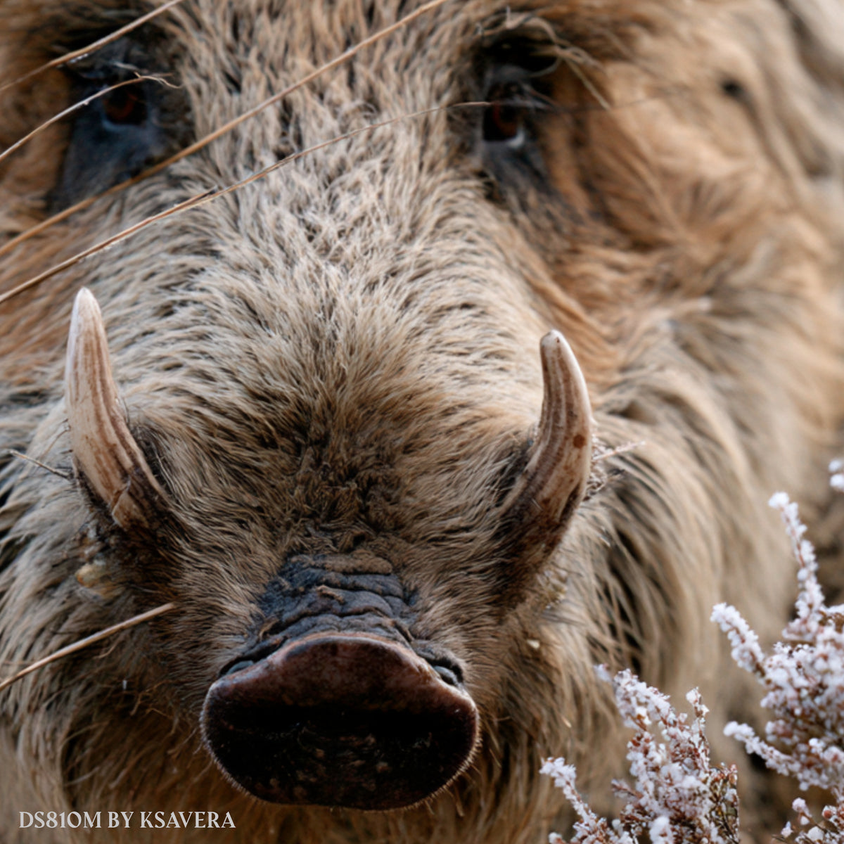 Wild Boar With Sharp Tusks - Acrylic glass Print 12"x16" and 40"x30" - DS0810M - US