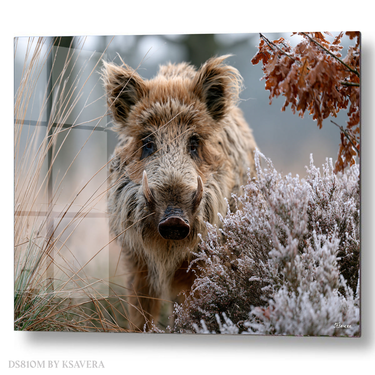 Wild Boar With Sharp Tusks - Acrylic glass Print 12"x16" and 40"x30" - DS0810M - US