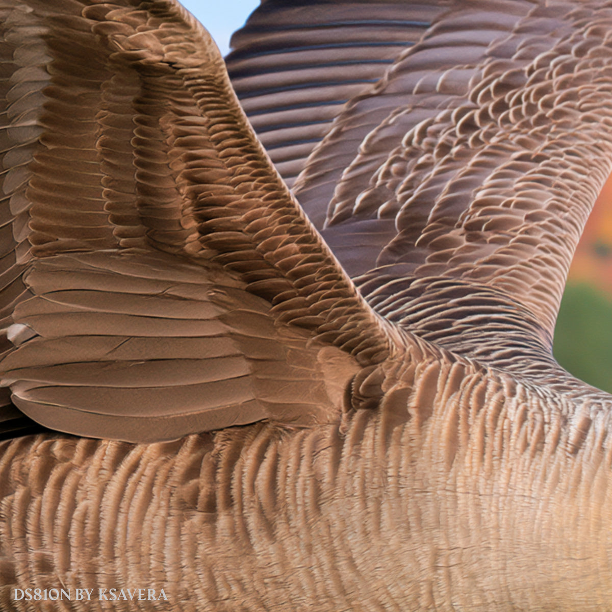 Canada Goose Flying - Autumn Forest - Acrylic glass Print 12"x16" and 40"x30" - DS0810N - US