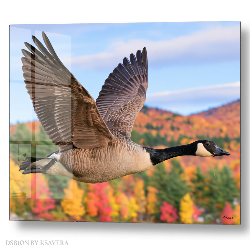 Canada Goose Flying - Autumn Forest - Acrylic glass Print 12"x16" and 40"x30" - DS0810N - US