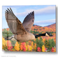 Canada Goose Flying - Autumn Forest - Acrylic glass Print 12"x16" and 40"x30" - DS0810N - US