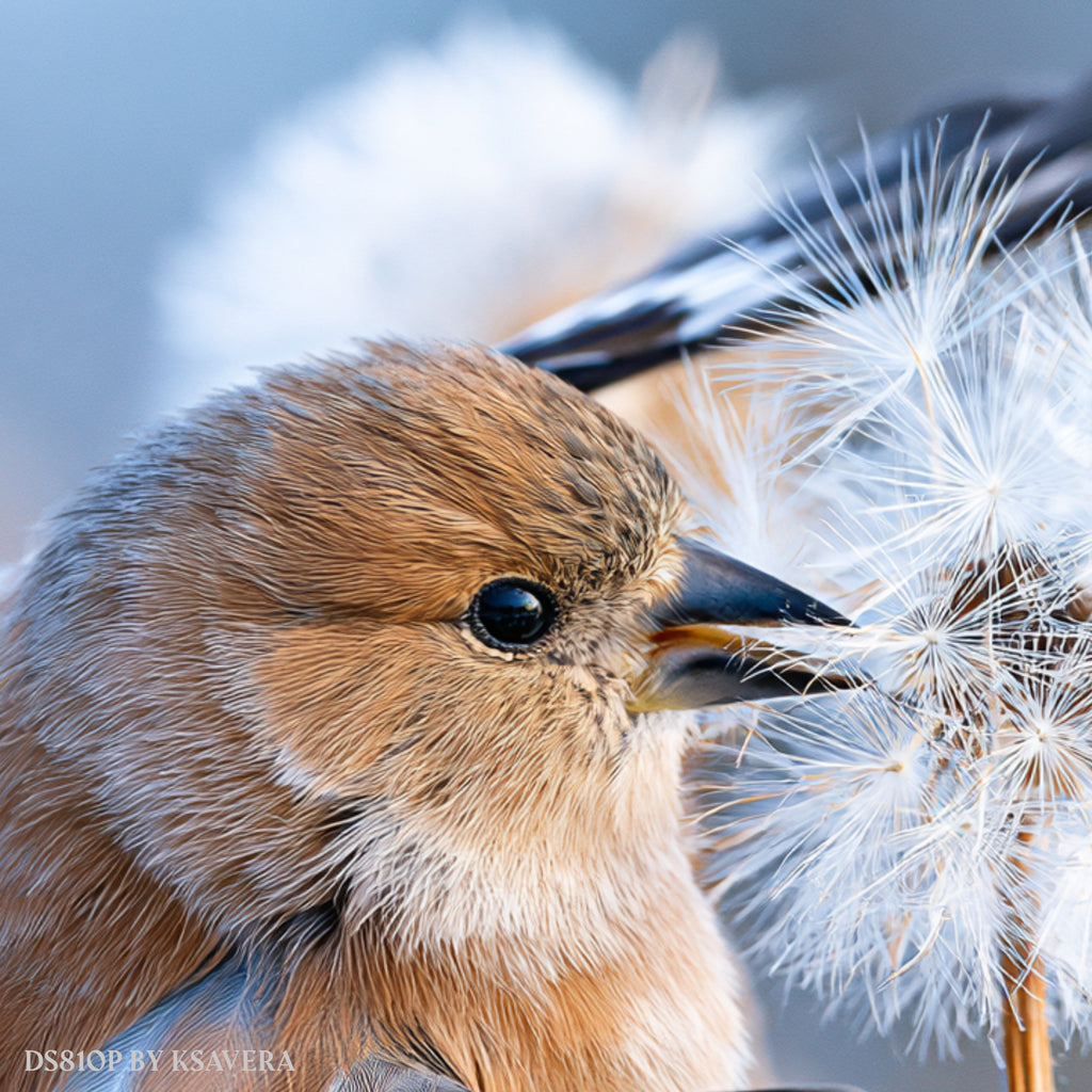 Finch Bird Spreading Wings - Dandelion - Acrylic glass Print 12"x16" and 40"x30" - DS0810P - US