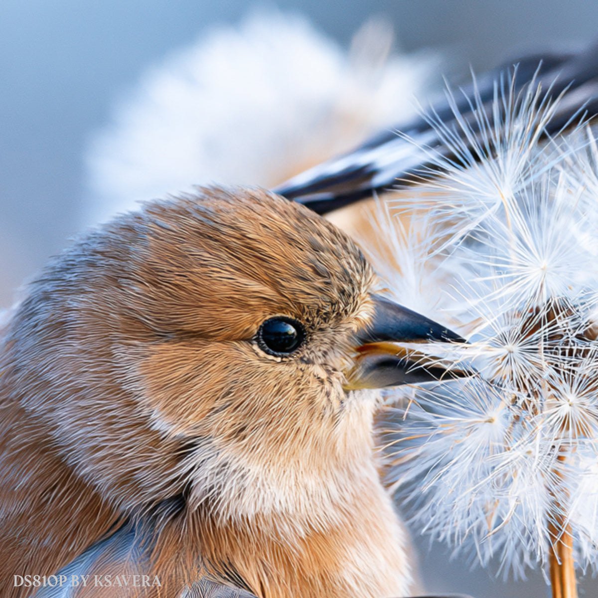 Finch Bird Spreading Wings - Dandelion - Acrylic glass Print 12"x16" and 40"x30" - DS0810P - US