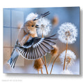 Finch Bird Spreading Wings - Dandelion - Acrylic glass Print 12"x16" and 40"x30" - DS0810P - US