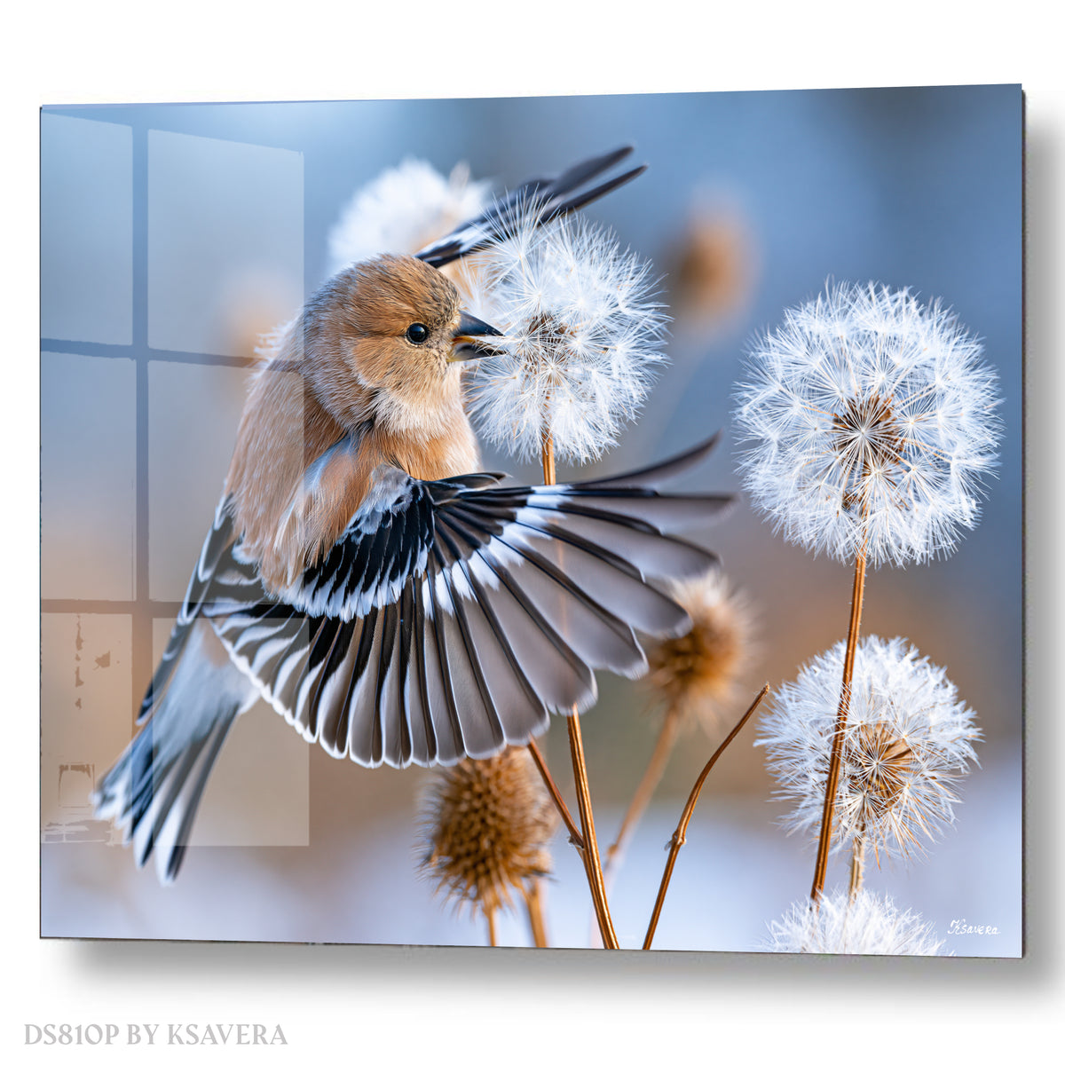 Finch Bird Spreading Wings - Dandelion - Acrylic glass Print 12"x16" and 40"x30" - DS0810P - US