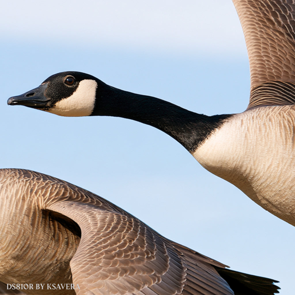 Two Canada Geese Flying - Acrylic glass Print 12"x16" and 40"x30" - DS0810R - US