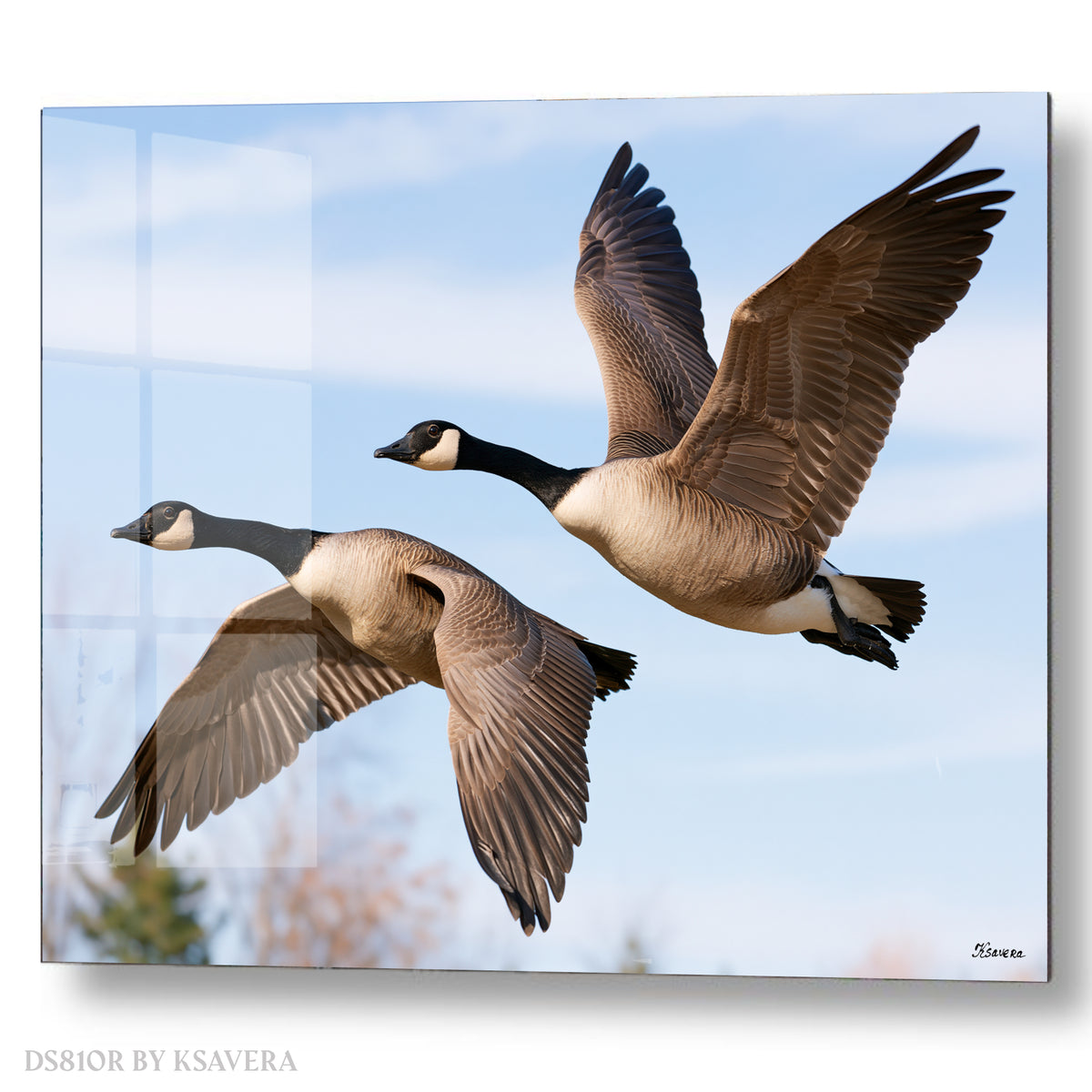 Two Canada Geese Flying - Acrylic glass Print 12"x16" and 40"x30" - DS0810R - US