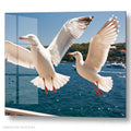 Two White Seagulls Flying - Acrylic glass Print 12"x16" and 40"x30" - DS0810S - US