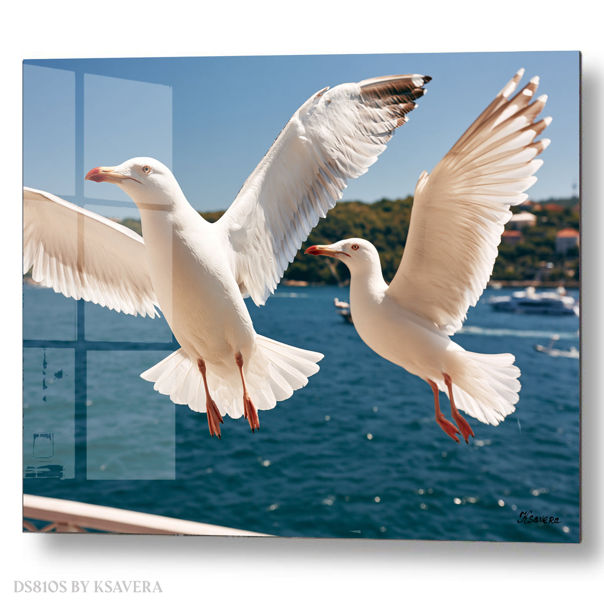 Two White Seagulls Flying - Acrylic glass Print 12"x16" and 40"x30" - DS0810S - US