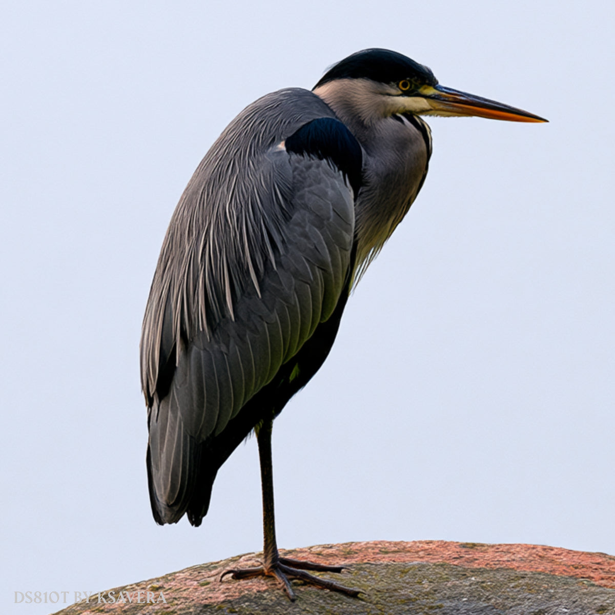 Grey Heron Perched on a Mossy Rock - Acrylic glass Print 12"x16" and 40"x30" - DS0810T - US