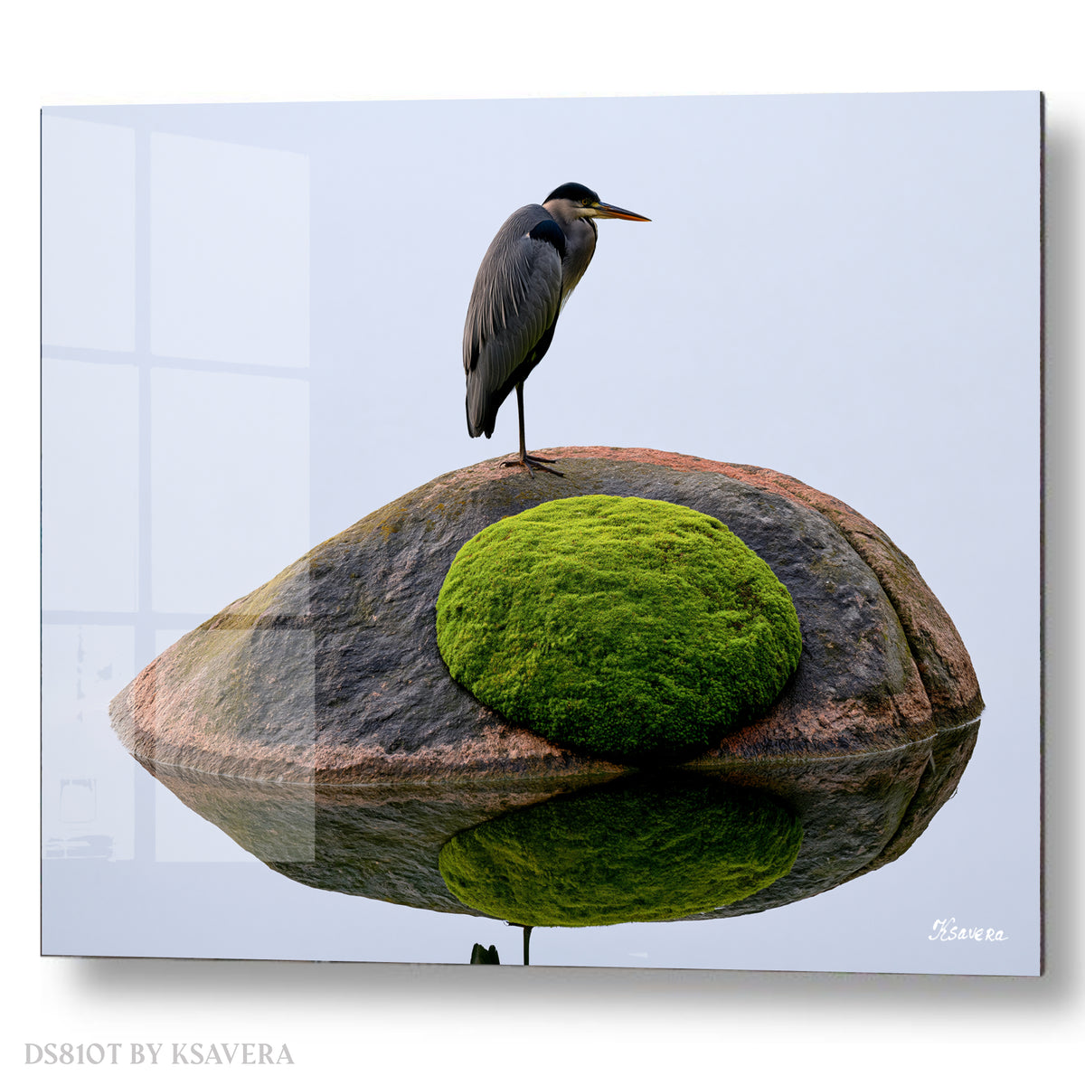 Grey Heron Perched on a Mossy Rock - Acrylic glass Print 12"x16" and 40"x30" - DS0810T - US