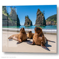 Three Sea Lions family Sunbathing - Acrylic glass Print 12"x16" and 40"x30" - DS0810V - US