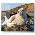White Harbor Seal Pup Resting - Acrylic glass Print 12"x16" and 40"x30" - DS0810W - US