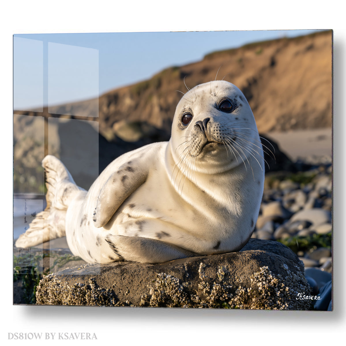 White Harbor Seal Pup Resting - Acrylic glass Print 12"x16" and 40"x30" - DS0810W - US