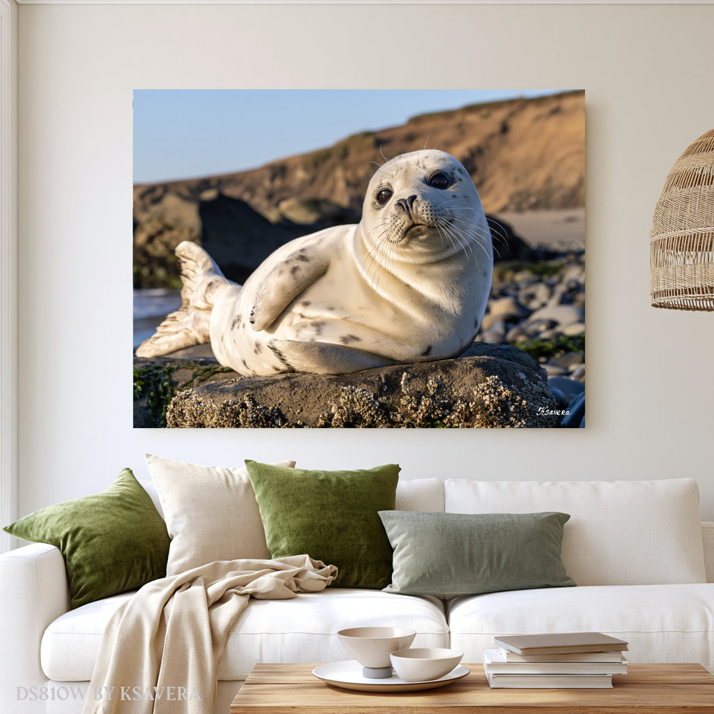 White Harbor Seal Pup Resting - Acrylic glass Print 12"x16" and 40"x30" - DS0810W - US
