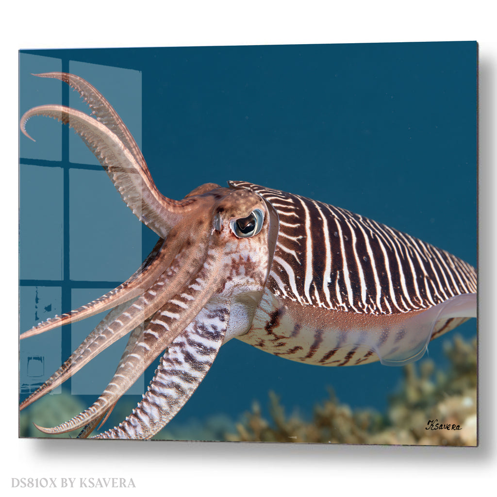 Pharaoh Cuttlefish - Sealife Photography - Acrylic glass Print 12"x16" and 40"x30" - DS0810X - US