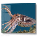 Pharaoh Cuttlefish - Sealife Photography - Acrylic glass Print 12"x16" and 40"x30" - DS0810X - US