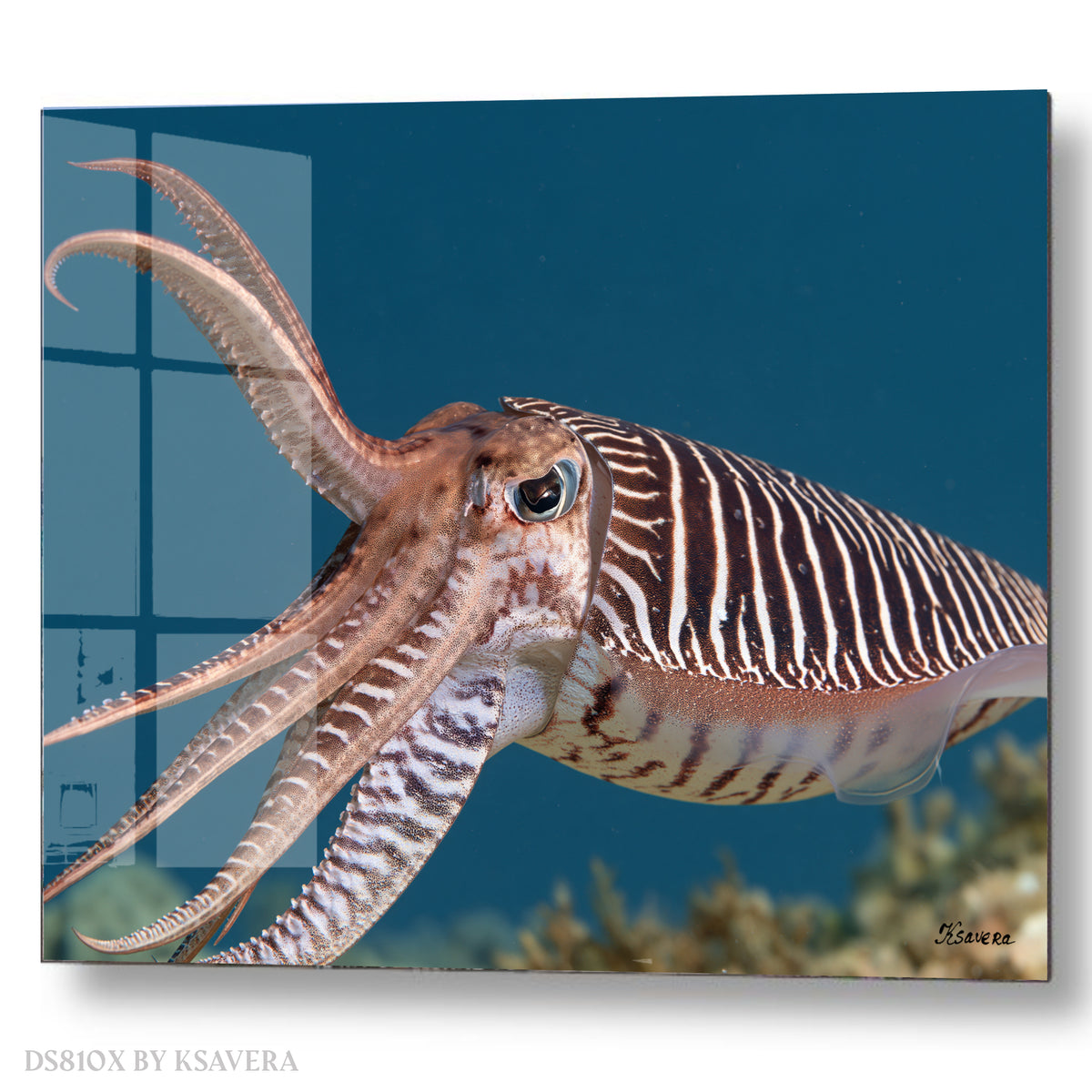 Pharaoh Cuttlefish - Sealife Photography - Acrylic glass Print 12"x16" and 40"x30" - DS0810X - US