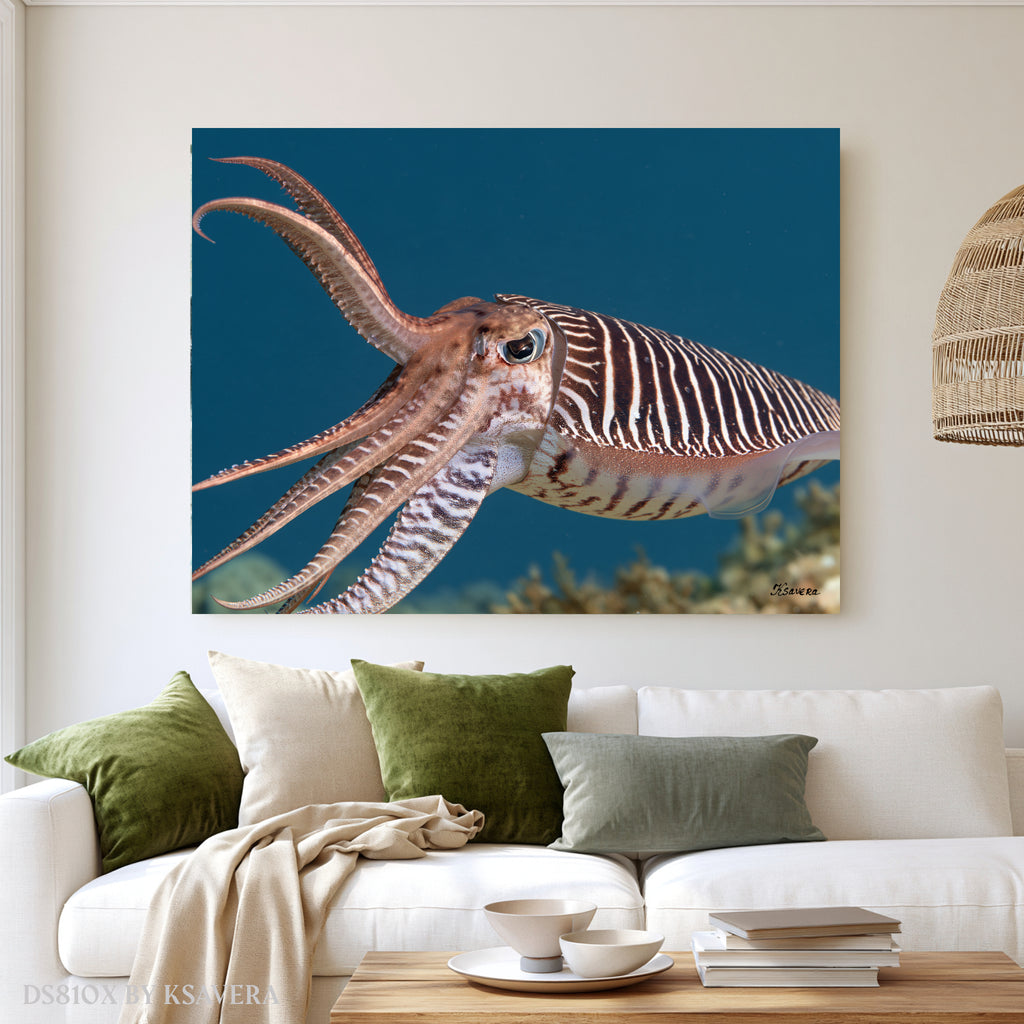 Pharaoh Cuttlefish - Sealife Photography - Acrylic glass Print 12"x16" and 40"x30" - DS0810X - US