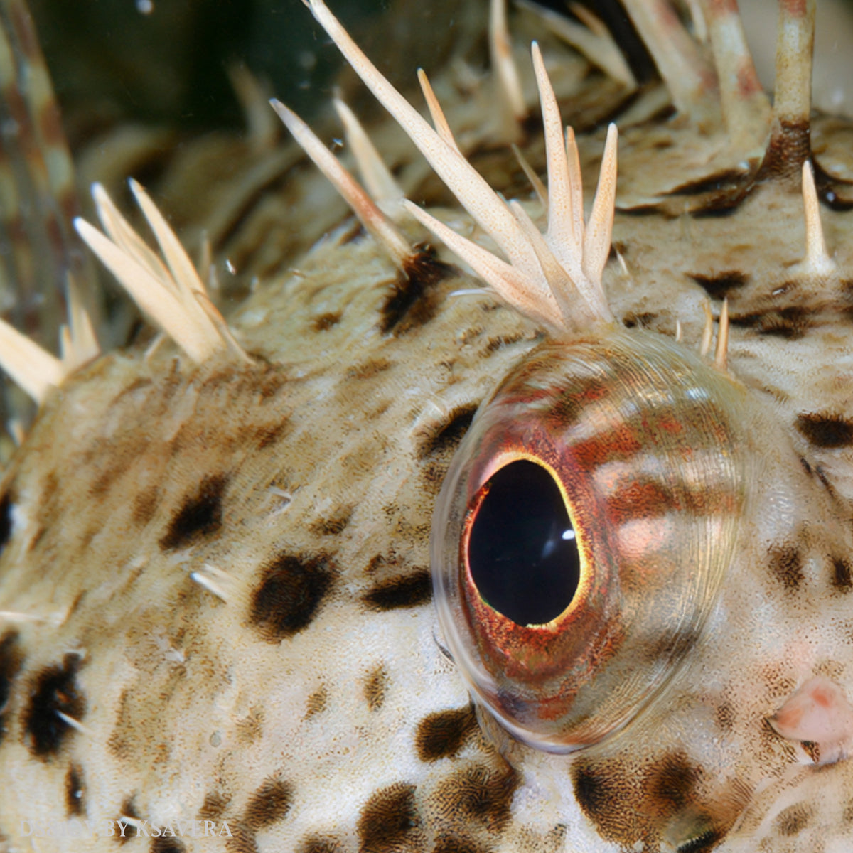 Spiny Puffer Fish - Sealife Photography - Acrylic glass Print 12"x16" and 40"x30" - DS0810Y - US