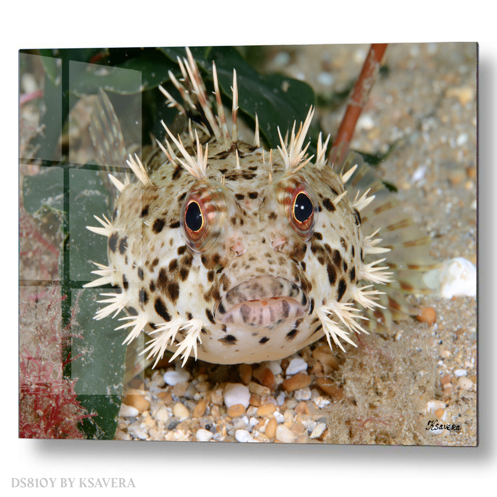 Spiny Puffer Fish - Sealife Photography - Acrylic glass Print 12"x16" and 40"x30" - DS0810Y - US