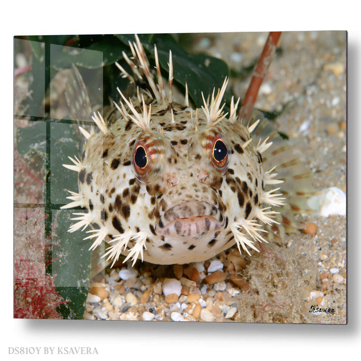 Spiny Puffer Fish - Sealife Photography - Acrylic glass Print 12"x16" and 40"x30" - DS0810Y - US