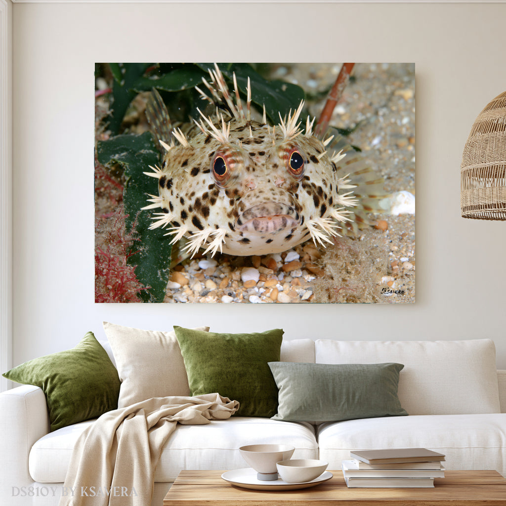 Spiny Puffer Fish - Sealife Photography - Acrylic glass Print 12"x16" and 40"x30" - DS0810Y - US
