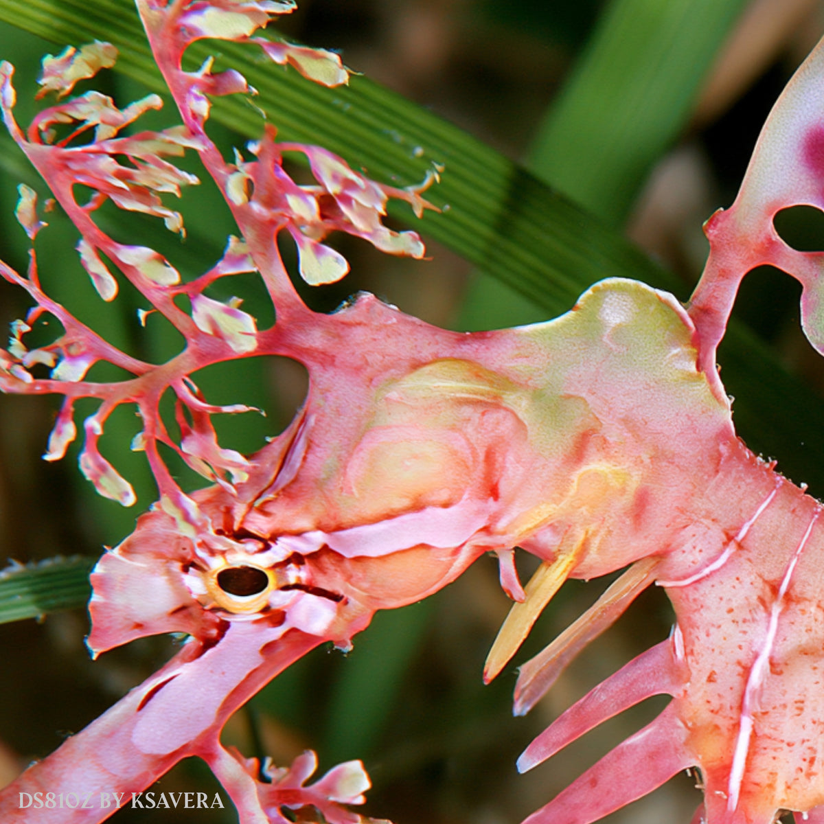 Pink Leafy Seadragon - Sealife Photography - Acrylic glass Print 12"x16" and 40"x30" - DS0810Z - US