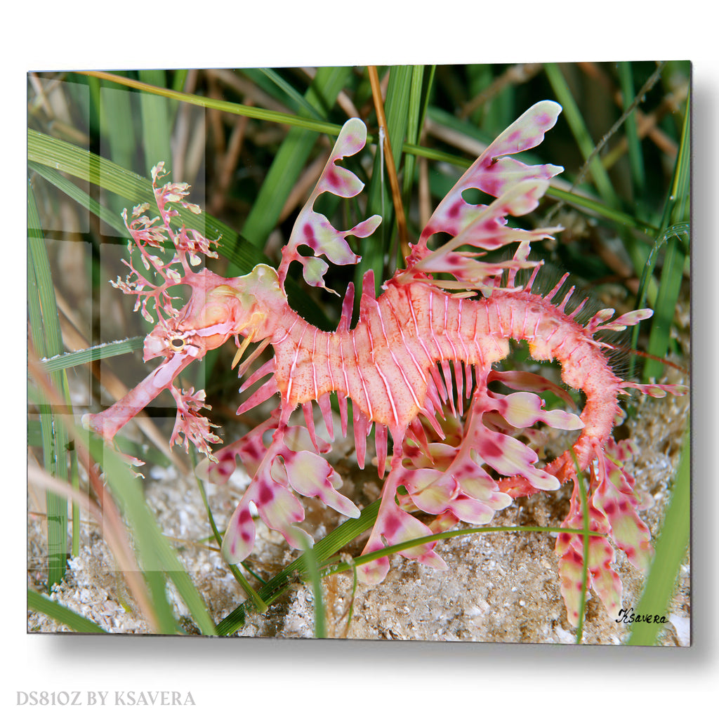 Pink Leafy Seadragon - Sealife Photography - Acrylic glass Print 12"x16" and 40"x30" - DS0810Z - US