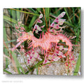 Pink Leafy Seadragon - Sealife Photography - Acrylic glass Print 12"x16" and 40"x30" - DS0810Z - US