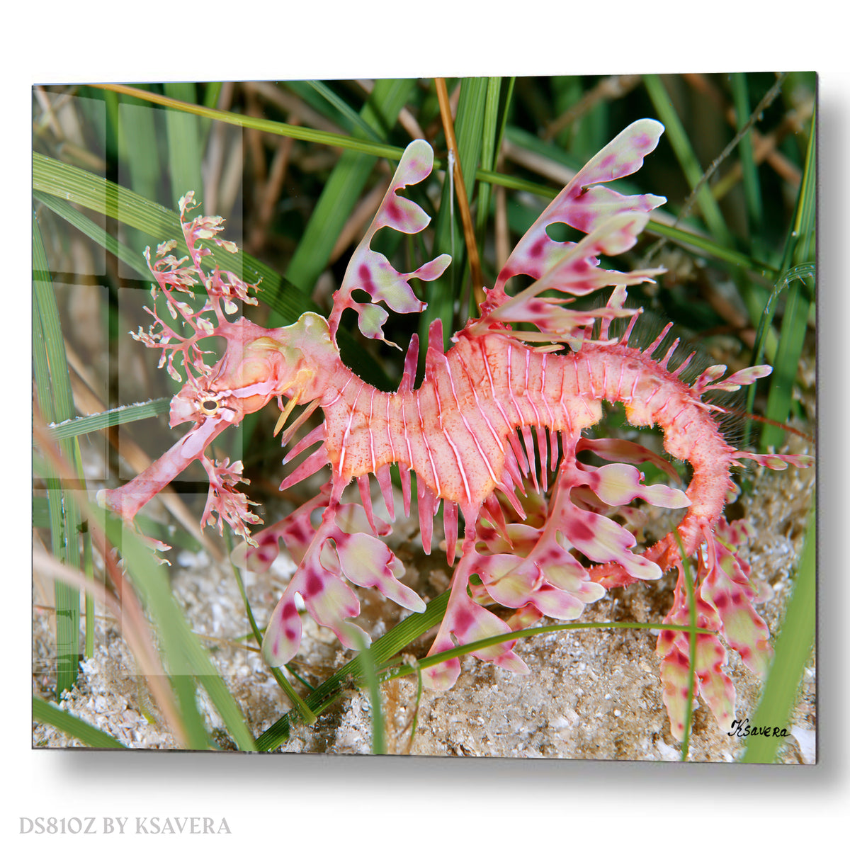 Pink Leafy Seadragon - Sealife Photography - Acrylic glass Print 12"x16" and 40"x30" - DS0810Z - US