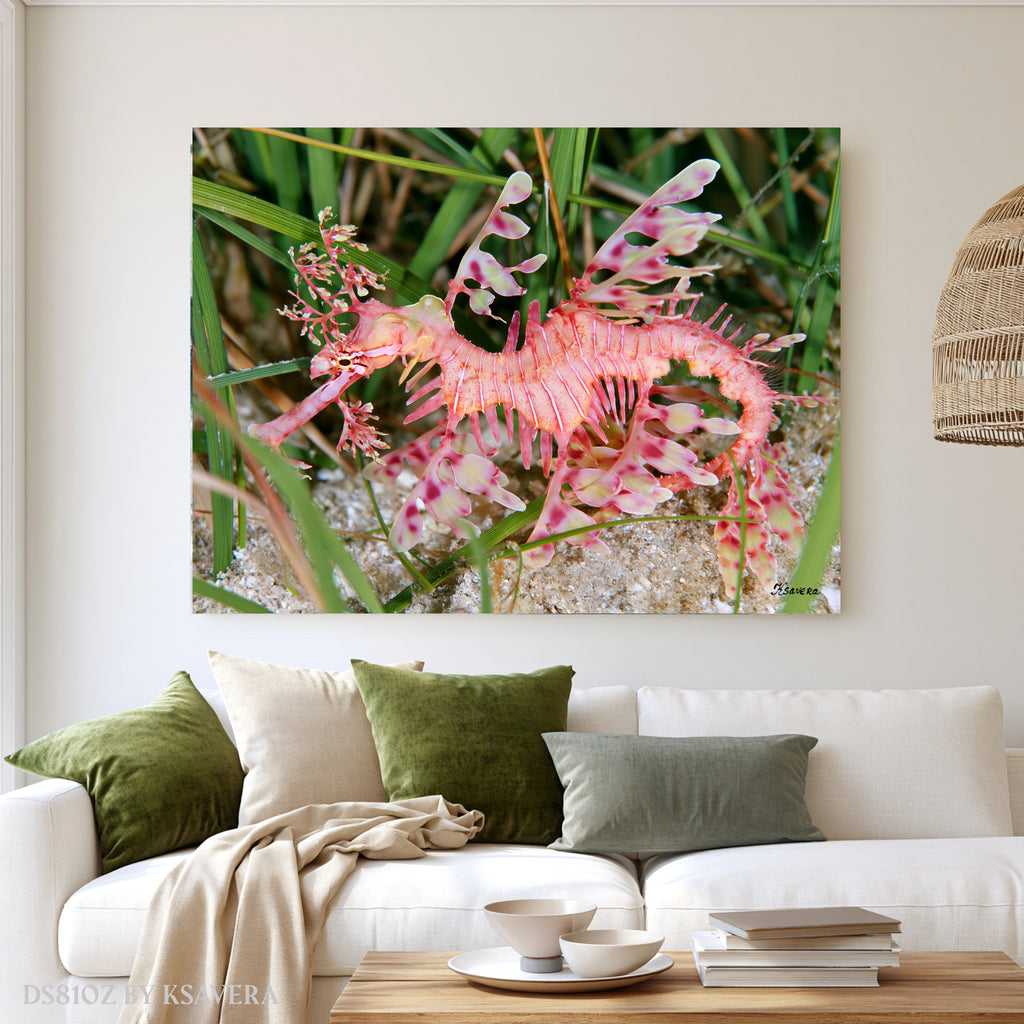 Pink Leafy Seadragon - Sealife Photography - Acrylic glass Print 12"x16" and 40"x30" - DS0810Z - US