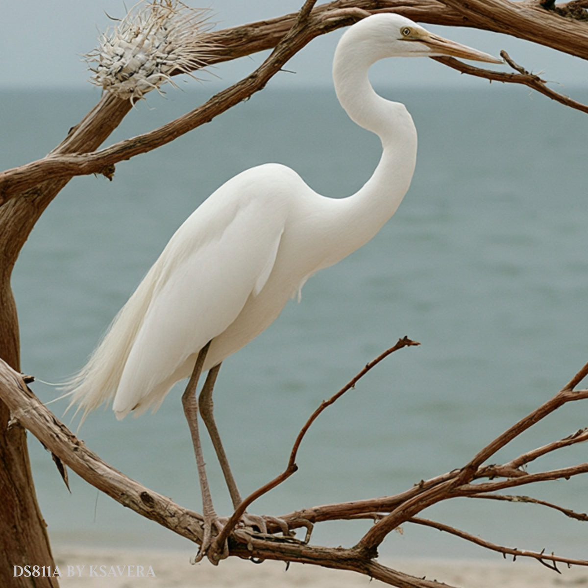 White Egret - Coastal Wildlife Photography - Acrylic glass Print 12"x16" and 40"x30" - DS0811A - US