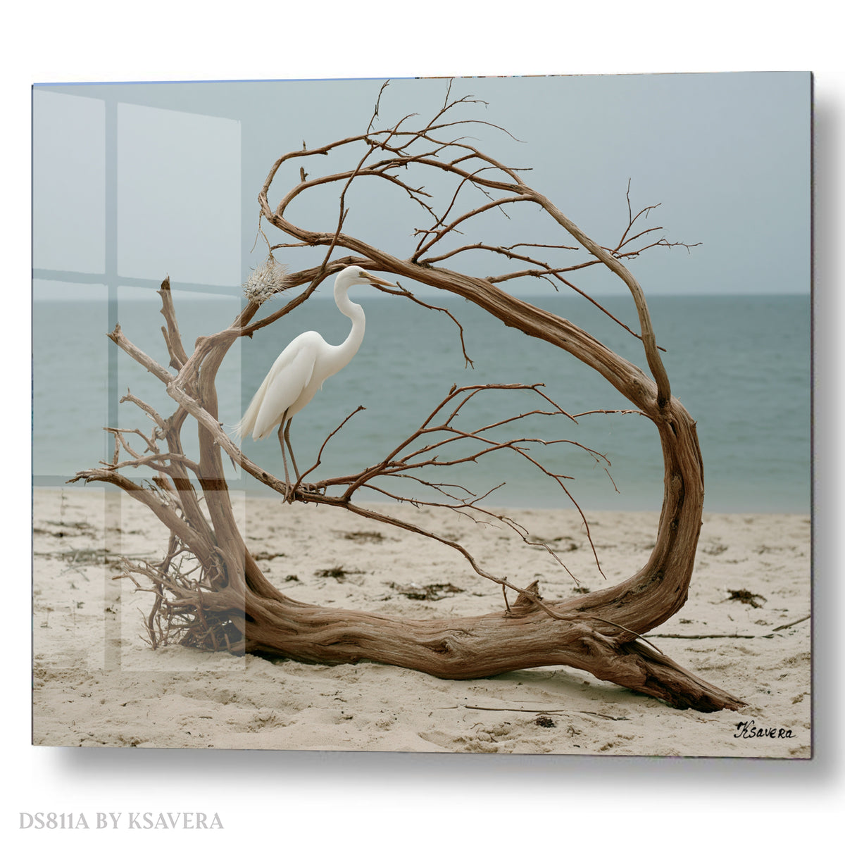 White Egret - Coastal Wildlife Photography - Acrylic glass Print 12"x16" and 40"x30" - DS0811A - US