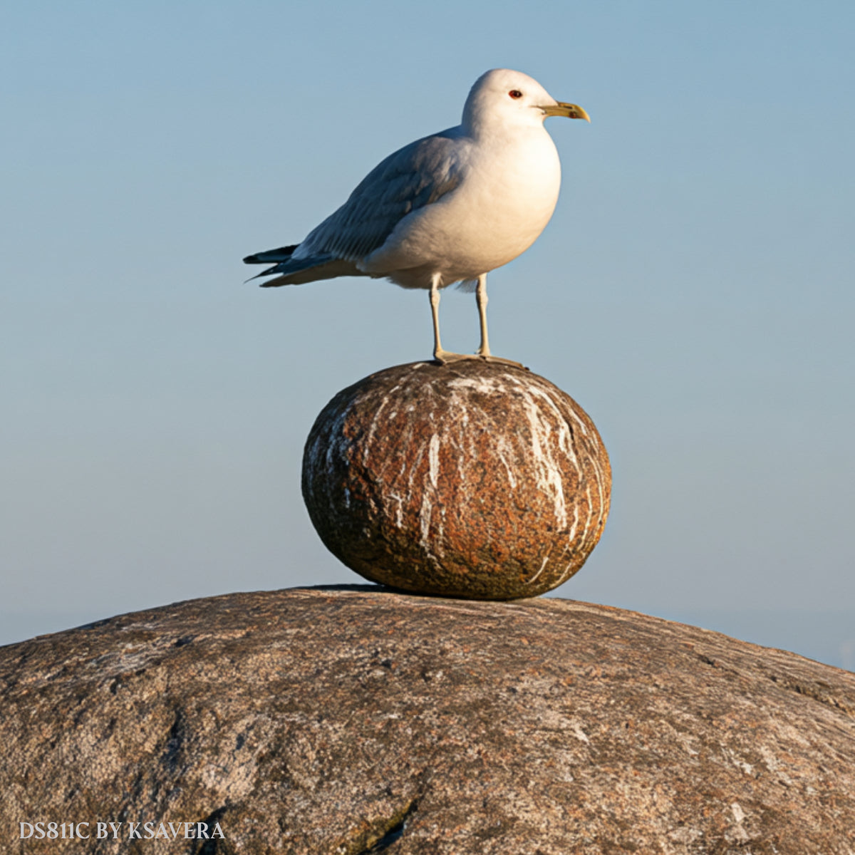 Seagull on Balancing Rock - Coastal Zen Photography - Acrylic glass Print 12"x16" and 40"x30" - DS0811C - US