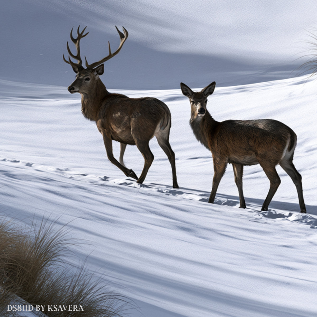 Winter Deer in Snow - Wildlife Nature Photography - Acrylic glass Print 12"x16" and 40"x30" - DS0811D - US