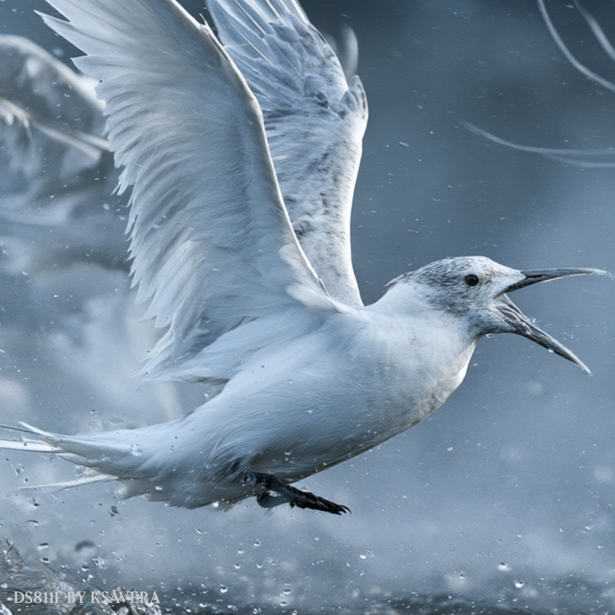 Seagulls Flying Over Ocean Waves - Acrylic glass Print 12"x16" and 40"x30" - DS0811F - US