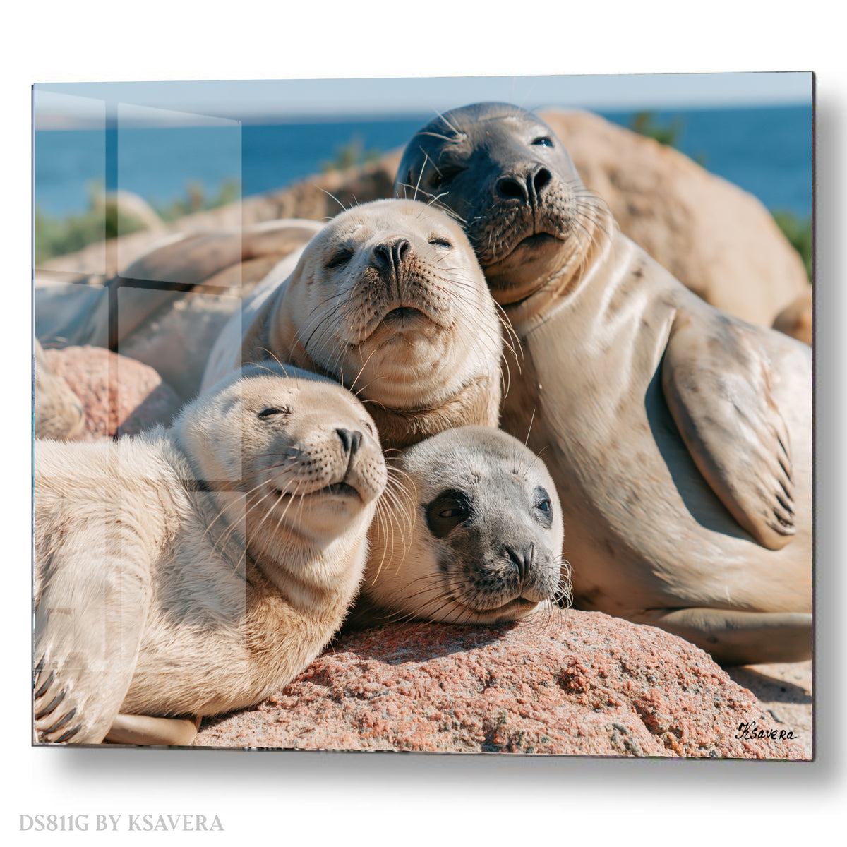 Harbor Seals Family Sunbathing on a beach - Coastal Photography - Acrylic glass Print 12"x16" and 40"x30" - DS0811G - US
