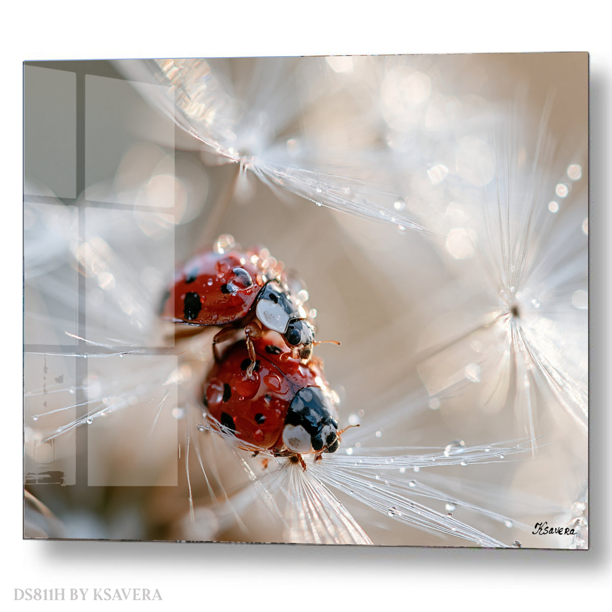 Two Red Ladybugs - Dandelion - Macro Photography - Acrylic glass Print 12"x16" and 40"x30" - DS0811H - US