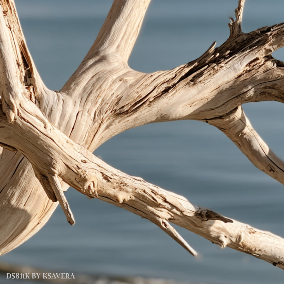 Driftwood Coastal Photography - Acrylic glass Print 12"x16" and 40"x30" - DS0811K - US