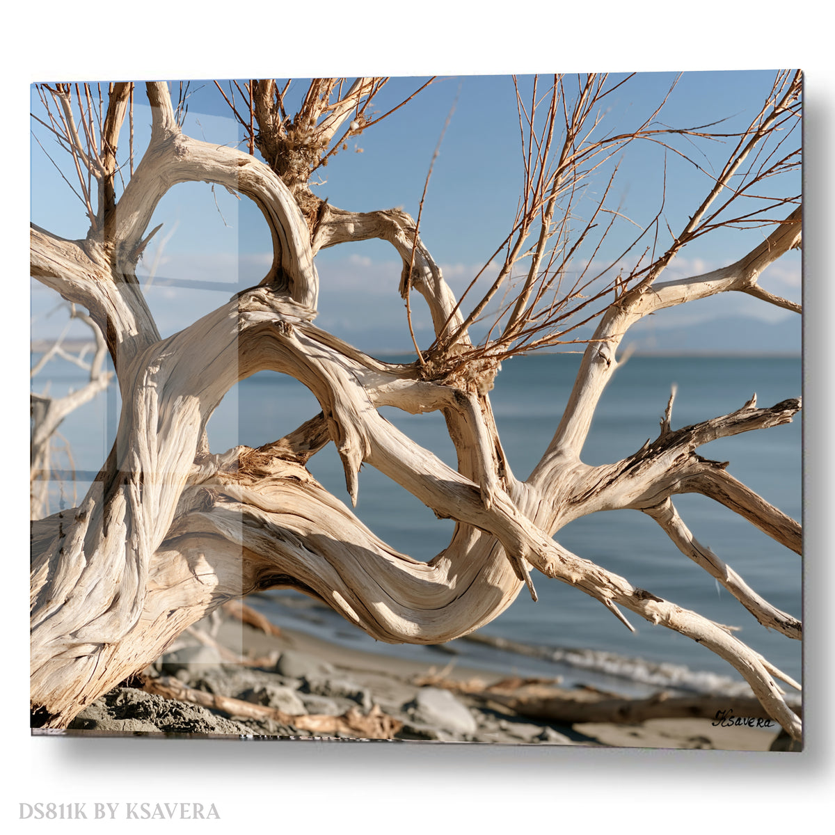 Driftwood Coastal Photography - Acrylic glass Print 12"x16" and 40"x30" - DS0811K - US