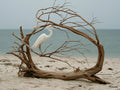 Acrylic glass Print 12"x16" and 40"x30" - DS0811A - US
